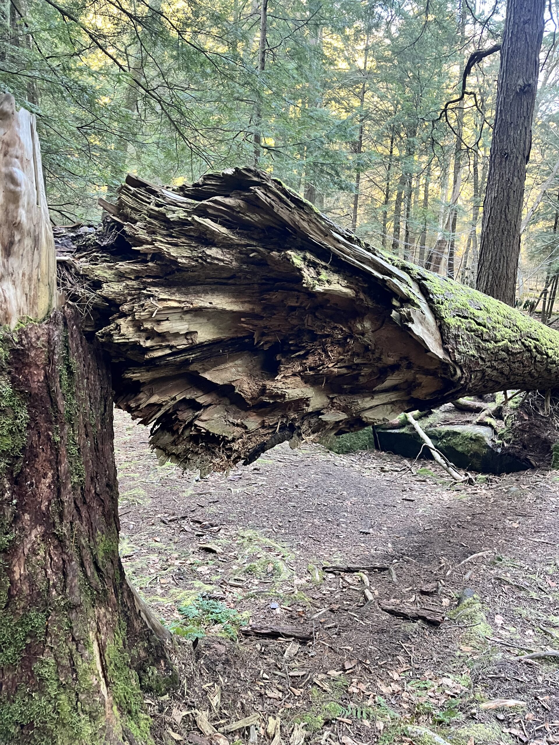 Fallen hemlock in Cook Forest, Pennsylvania